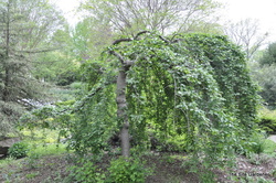 Prunus Snowfountain''Snofozam' — photo 3